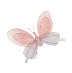 butterflyPNG