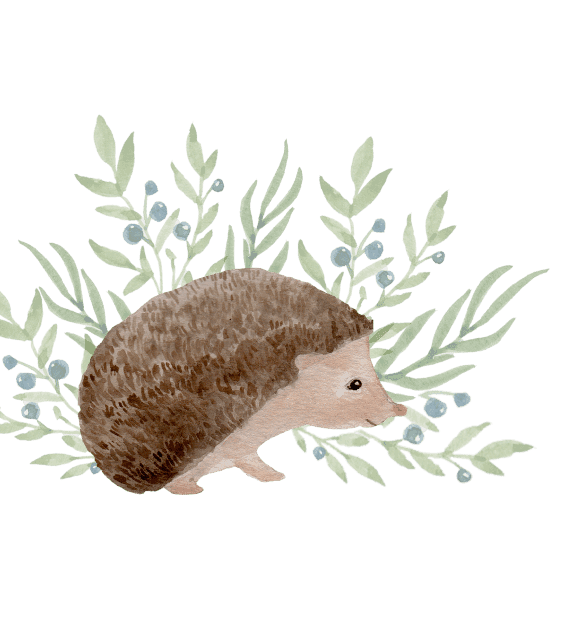 hedgehogPNG