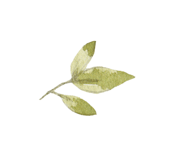 leafRightPNG