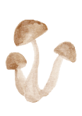 shroom