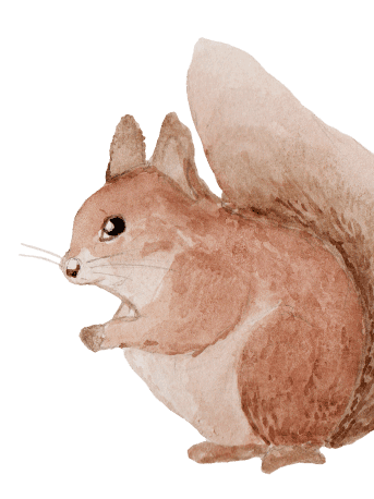 squirrelPNG