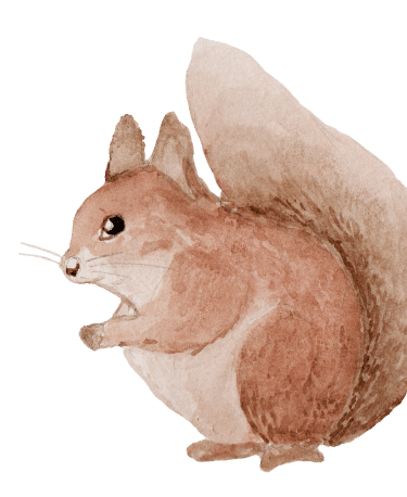 squirrelPNG